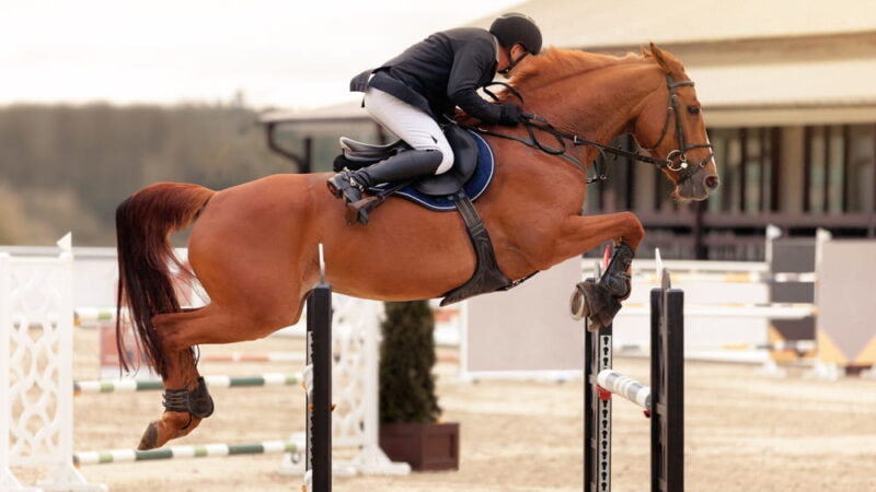 Sécurité à cheval : quels équipements sont devenus indispensables aujourd&rsquo;hui ?