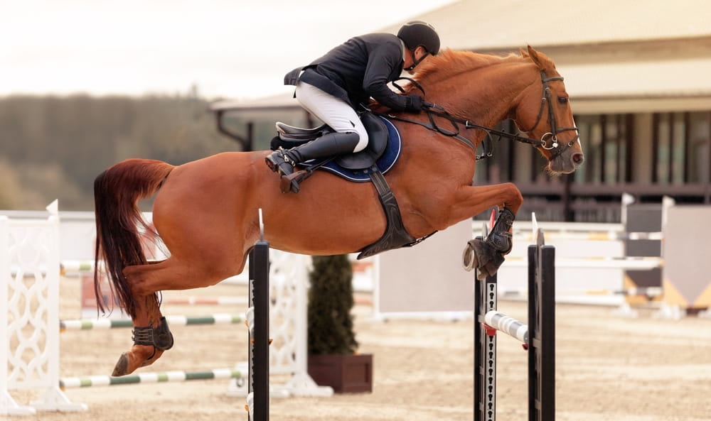 Sécurité à cheval : quels équipements sont devenus indispensables aujourd&rsquo;hui ?